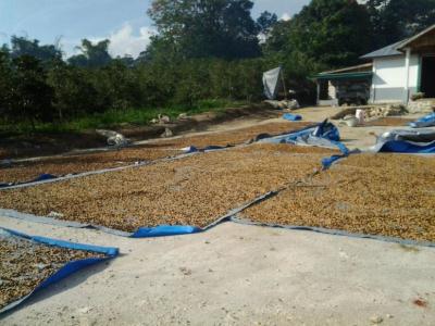 Sumatra Honey Process Mandheling